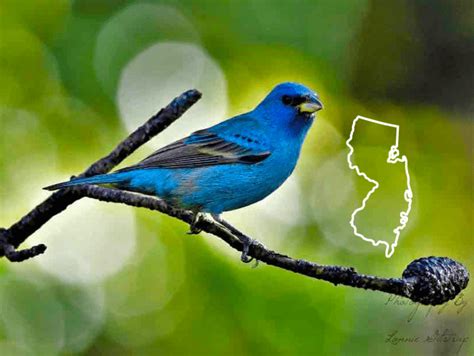 Blue Birds In New Jersey The Complete Guide Photos For Fast