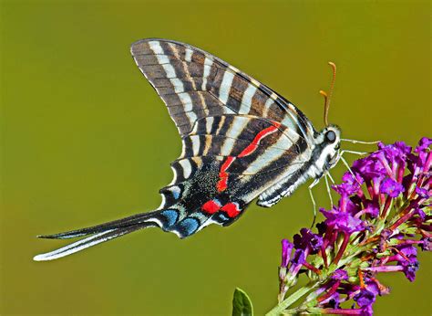 Zebra Swallowtail Butterfly Photograph By Millard H Sharp Pixels
