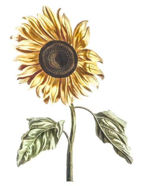 Vintage Illustration Of A Sunflower Download Free Vectors Clipart