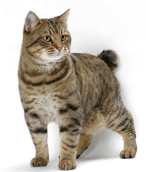gato bobtail americano animales mascotas mercafauna