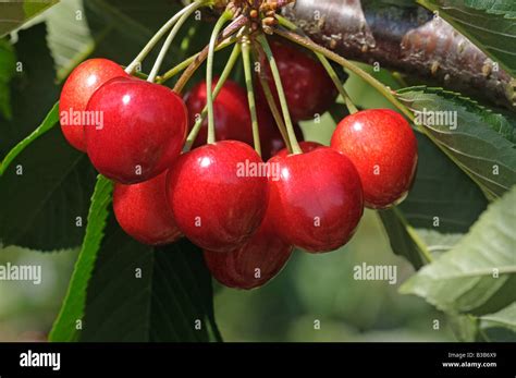 Sweet Cherry Prunus Avium Variety Sumbola Maxim Fruit On Tree