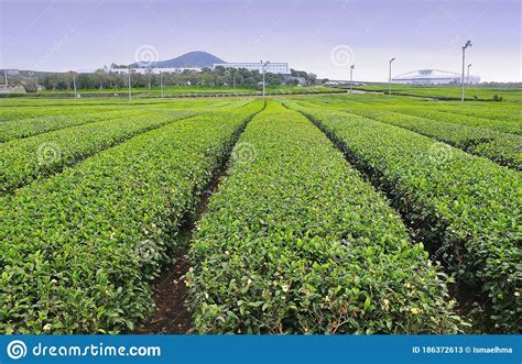 Scenery Of Osulloc Tea Plantation In Daytime On Jeju Island South