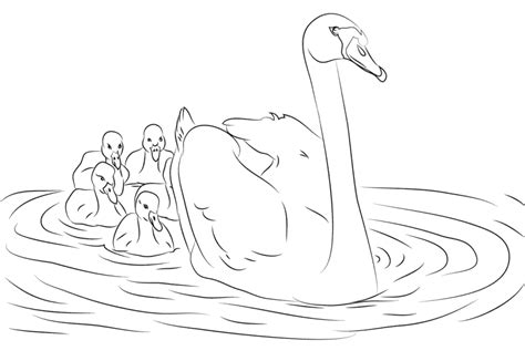 Swan And Her Cygnets Coloring Page Free Printable