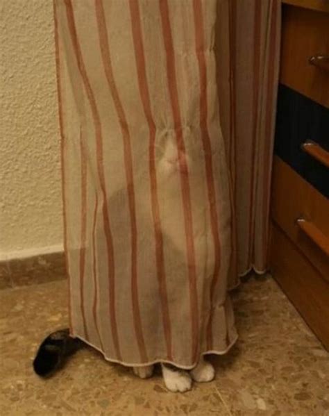 Ten Cats Hiding Behind Curtains Who Will Creep You Right Out