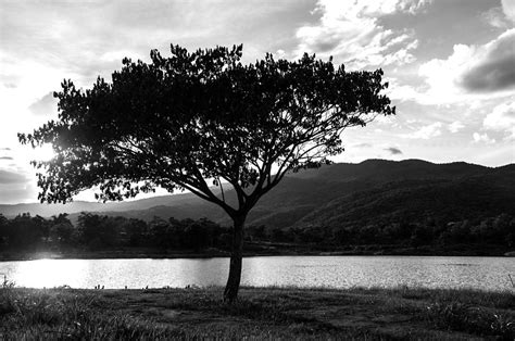 Tree Silhouette Black And White Landscape By Thatchakon