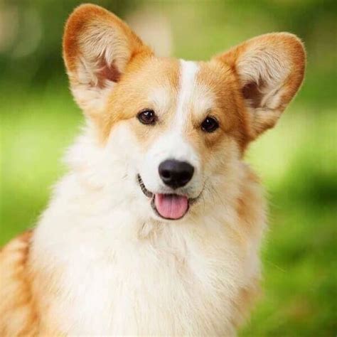 15 Interesting Facts About Corgis The Dogman