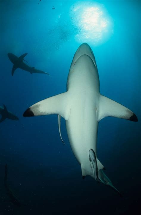 Blacktip Shark South Africa Shark Pictures Black Tip Shark Shark