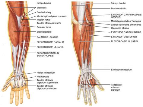 Body Muscle Diagram Muscle Charts Of The Human Body