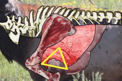 Elk Anatomy Shot Placement