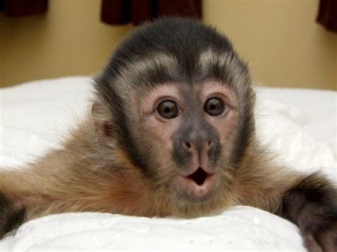 Best 25 Capuchin Monkey Pet Ideas On Pinterest Capuchin