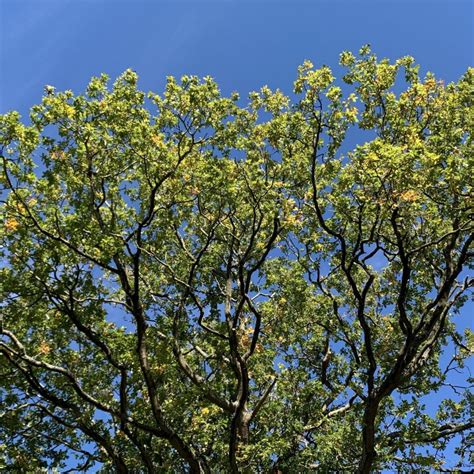 English Oak Quercus Robur Tree Cotswold Trees