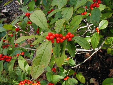 Common Winterberry Holly