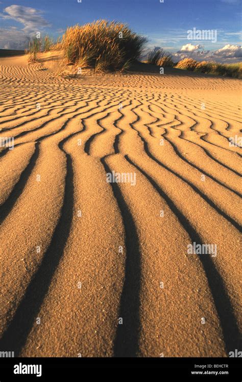 Sand Ripples In The Dunes Of The Westhoek Nature Reserve De Panne
