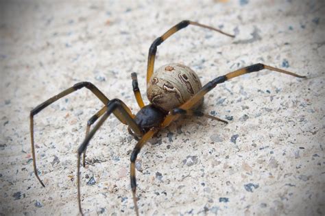 Types Of House Spiders In South Africa Shery Minnick