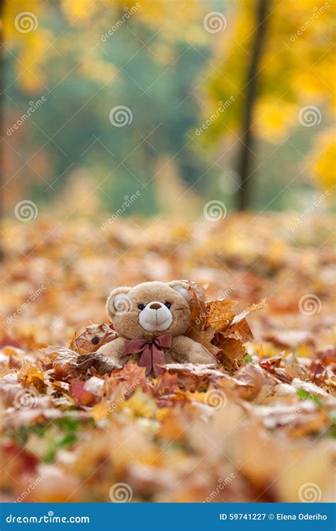 Vintage Teddy Bear In A Autumn Leaves Stock Image Image Of Park