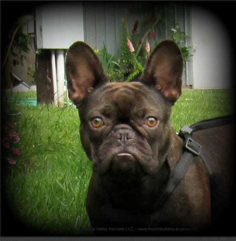 Rouge puppies ~ french bulldog puppies ~ oregon french bulldog breeders. Puppies for sale - French Bulldog, French Bulldogs - ##f ...
