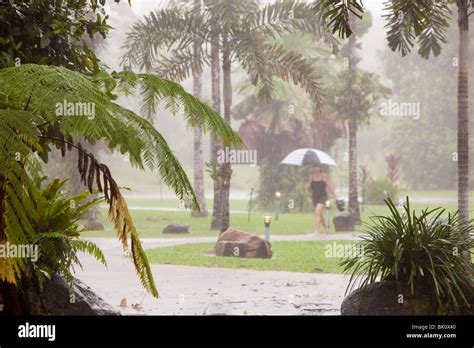 Tropical Downpour In The Daintree Rain Forest Australia Stock Photo