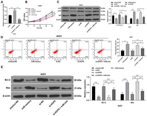 lncrna hcp5 acts as a cerna to regulate ezh2 by sponging mir‑138‑5p in cutaneous squamous cell