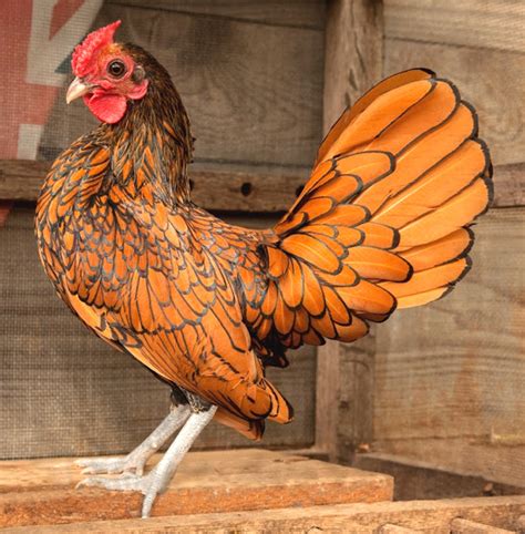 Sebright Chicken Characteristics And Best 23 Facts