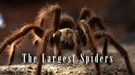 The Largest Spiders Top 10