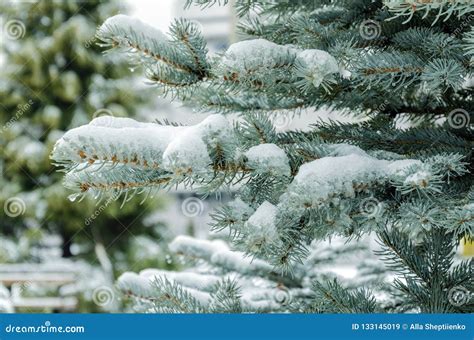 Beautiful Spruce Branches Covered With White Snow Stock Image Image