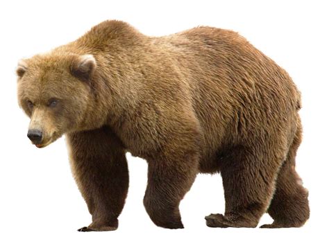 Bear PNG Image - PurePNG | Free transparent CC0 PNG Image Library png image