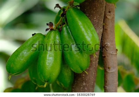 Averrhoa Bilimbi Type Starfruit That Has Stock Photo 1830028769