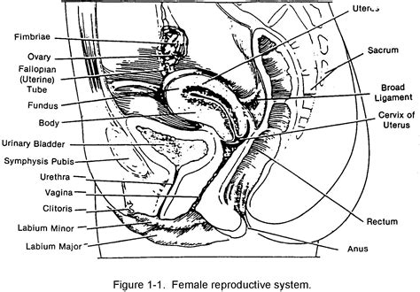 Hence, they are known to exhibit sexual dimorphism. Images 08. Urogenital Systems | Basic Human Anatomy