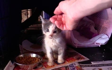 Cat Man And Team Bring Kitten Back To Life And Help Her Find Her Meow