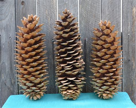 Giants Sugar Pine Cones Large Pine Cones Pine Cone Crafts Pine Cone