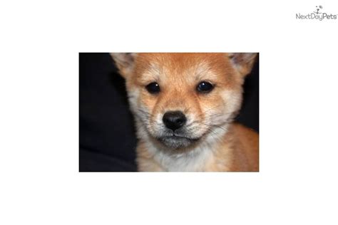 The idea of mini shiba inu increases that appeal for some dog lovers. * AKC -- FEMALE MINI SHIBA - $1400 * | Shiba Inu puppy for ...