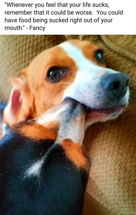 Pin By Mark Whitecotton On Beagle Memes Beagle Beagle Dog Breed