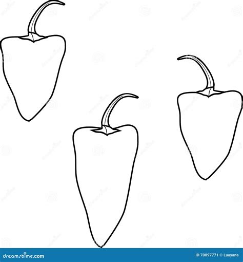 Coloring Page With Pepper Stock Vector Illustration Of Vegetables
