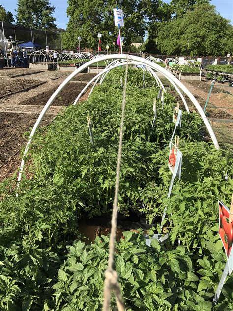 Nursery means any land or place whereon any plant intended for sale or distribution as planting material is grown or kept; April 1: Beautiful day at Our Garden and the Great Tomato plant sale. | Plant sale, Tomato ...