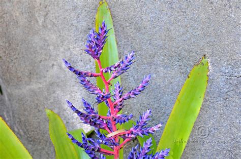 Nice Purple Bromeliad A Photo On Flickriver