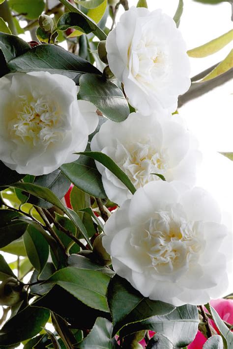 Buy Snow Chan Cold Hardy Camellia Free Shipping 1 Gallon