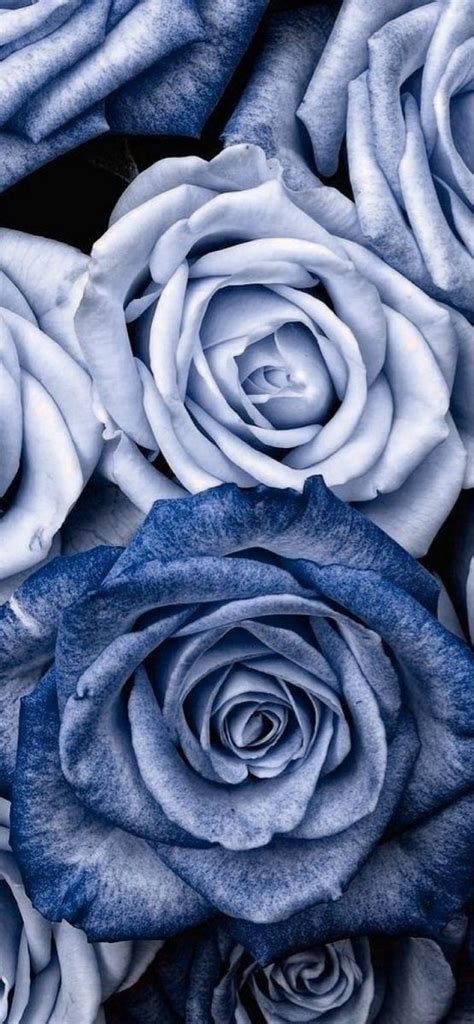 Pin By ⋆⋆wallpaper Bliss⋆⋆ On Nature And Places Blue Roses Wallpaper