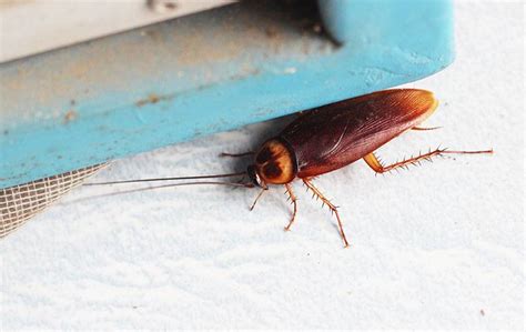 Blog Signs You May Be Dealing With A Cockroach Infestation In Greensboro Nc