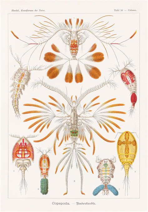 Copepoda By Ernst Haeckel 1899 Rzoology