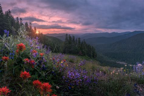 Wild Flowers And A Wild Sunset On Mount Hood Oregon Oc 3000x2000