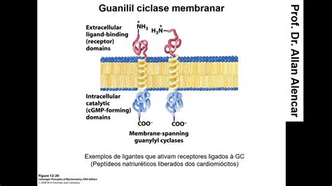 Descobertas Recentes Da Medicina Indicam A Eficiência Do óxido Nítrico