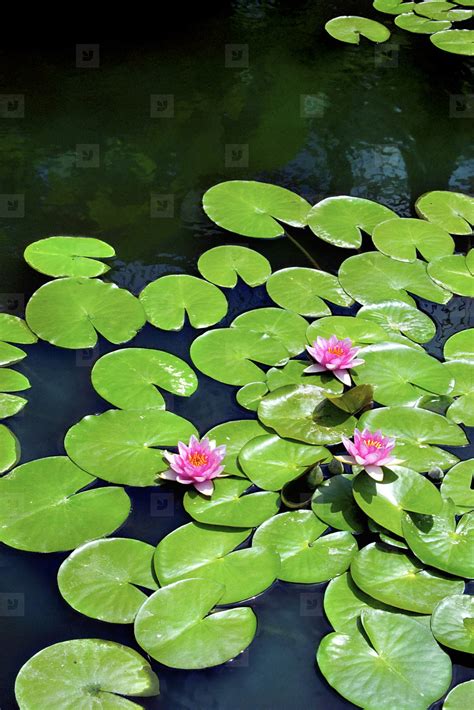 Flowering Lily Pads On Pond Stock Photo 33994 Youworkforthem