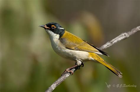Aus Bird Photography Wyrrabalong National Park Honeyeaters