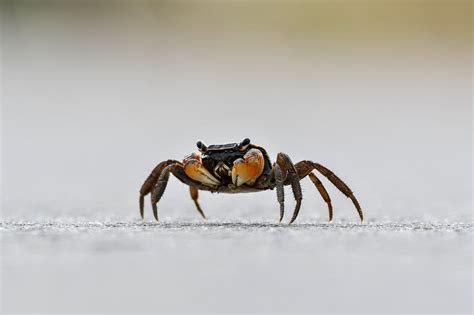 15 Different Types Of Crabs In Florida With Pictures