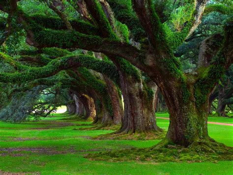 oak Trees, Grass, Trees, Moss, Green, Ancient, Nature, Landscape ...