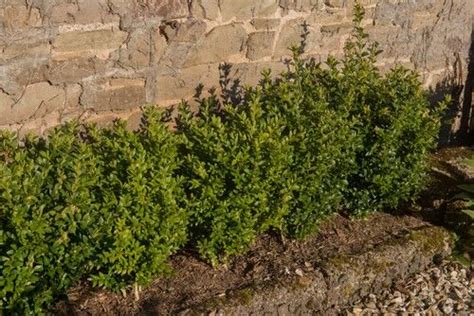 How To Plant A Buxus Hedge Bare Root And Potted Box Uk