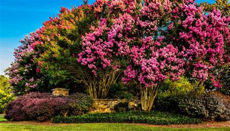 How To Grow Crape Myrtle Bushes In 2020 Crape Myrtle Trees To Plant