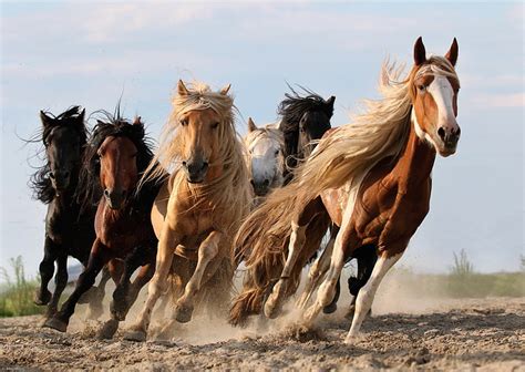 Six Horses The Sky Horse Running The Herd Hd Wallpaper