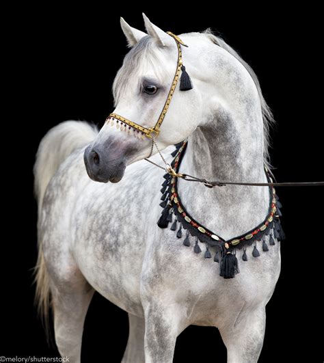 The Arabian Horse Breed Horse Illustrated