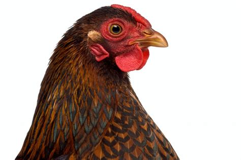 Gold Laced Wyandotte Breed Information And Care Guide 2022